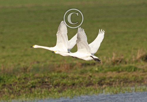 Bewick Swans in Flight DM0966